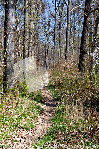 Image of beautiful sunny spring day in the forest 