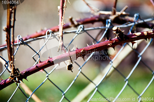 Image of green blackberry bush in spring outdoor macro