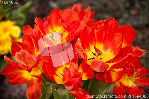 Image of beautiful colorful tulips outdoor in spring 