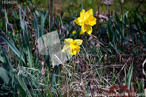 Image of beautiful daffofils in a garden in spring 