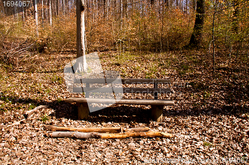 Image of beautiful sunny spring day in the forest 