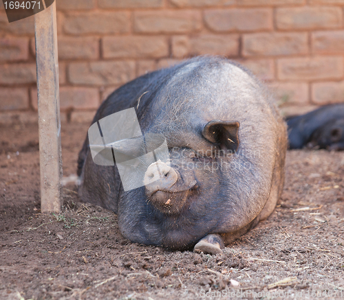 Image of Pig on a farm in the summer