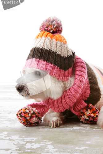 Image of Dog wearing winter woollen clothing