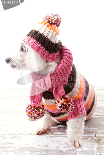 Image of Dog wearing winter sweater beanie scarf