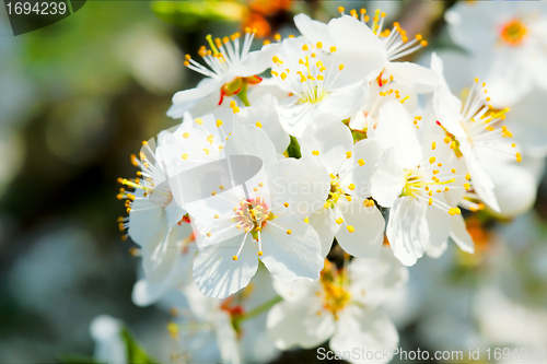 Image of spring blossom