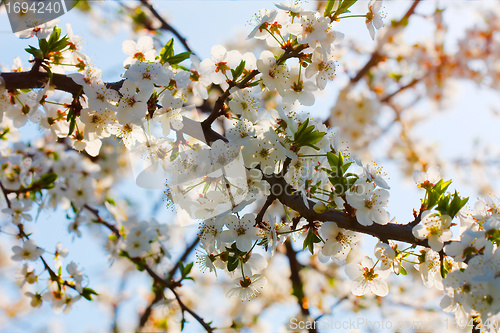 Image of spring blossom