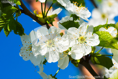 Image of spring blossom