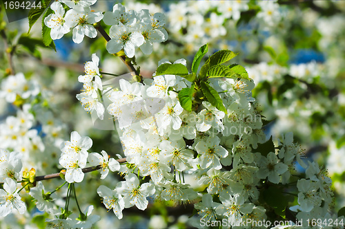 Image of spring blossom