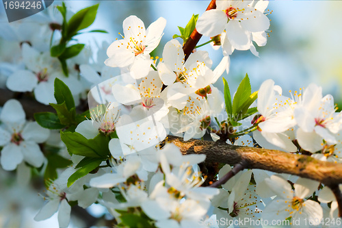 Image of spring blossom