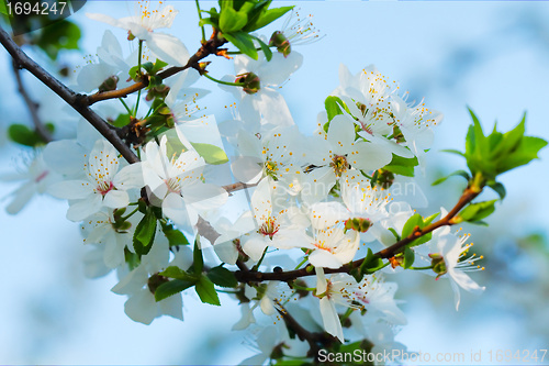 Image of spring blossom