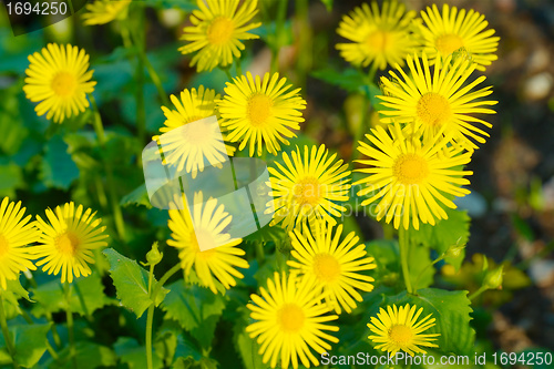 Image of Beautiful yellow colorful spring flower background