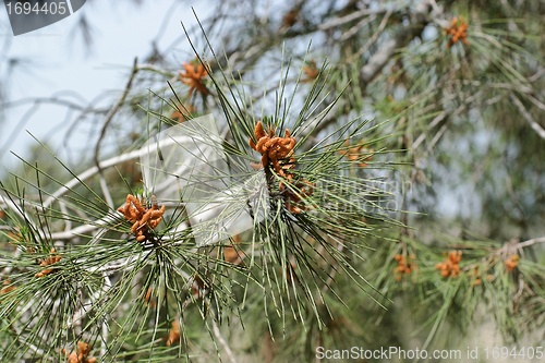 Image of Male pollen cones (strobili)  on among needles on Mediterranean pine tree, shallow DOF