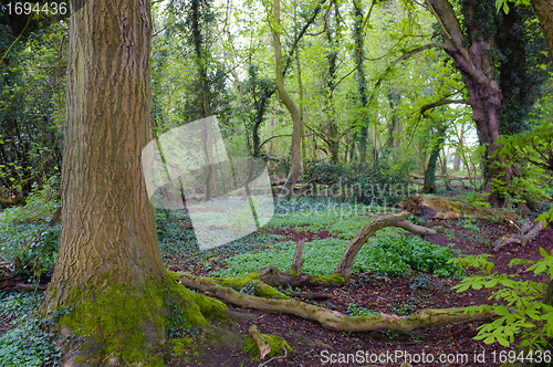 Image of Boreal forest