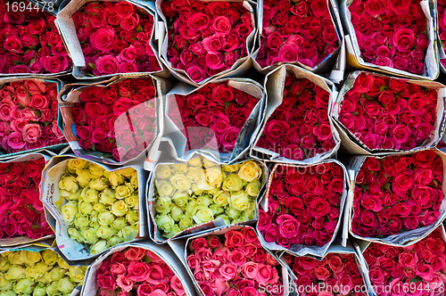 Image of Wall of roses