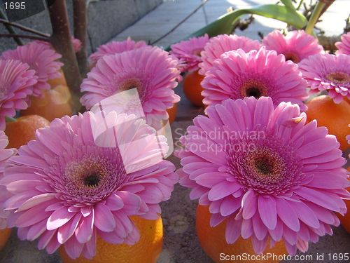 Image of Flowers and oranges