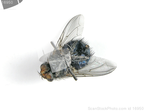 Image of Dead Fly Macro