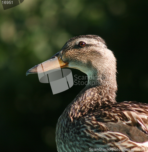 Image of Duck Portrait