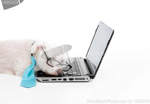 Image of Tired or overworked dog sleeping at computer laptop