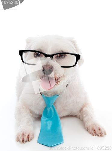 Image of Dog wearing eye glasses