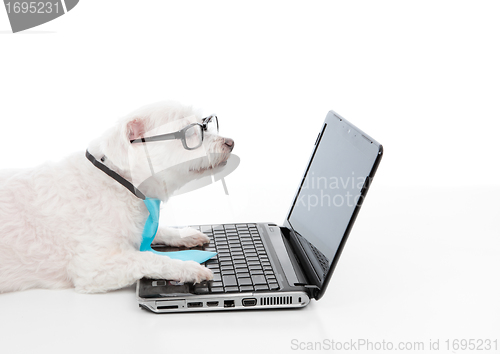 Image of Savvy dog using a computer laptop