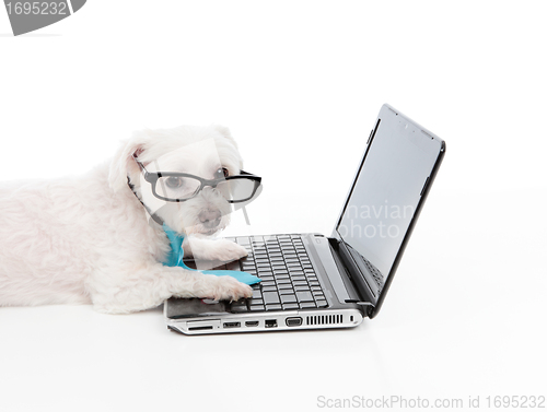 Image of Business or Educated dog using compuer