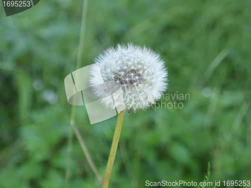 Image of Dandelion flower