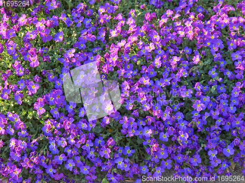 Image of Flowers