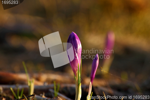 Image of fresh crocus