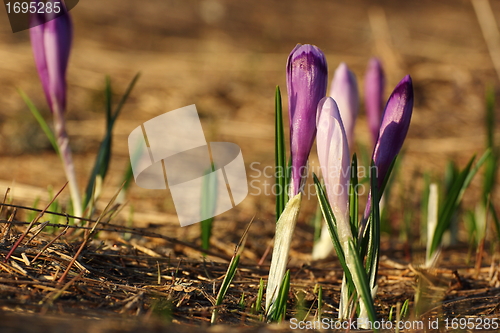 Image of mountain crocus