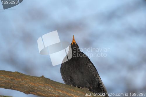 Image of turdus merula