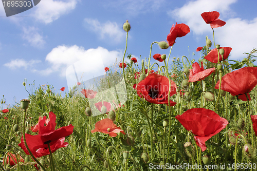 Image of poppies