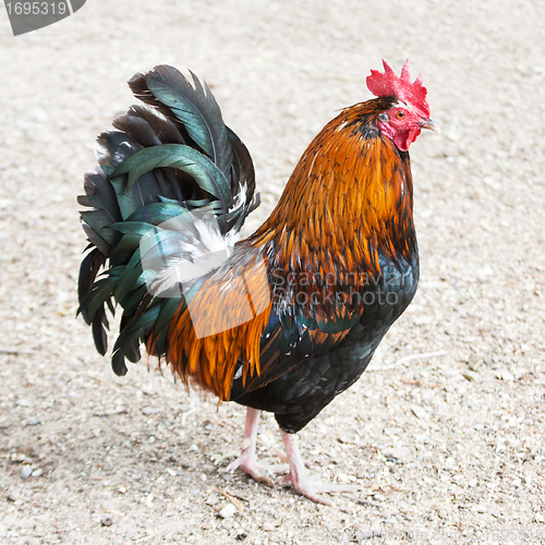 Image of Rooster or Cockerel