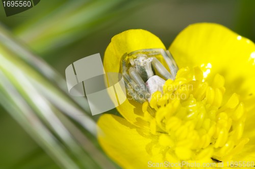 Image of Crab spider hiding in a flower