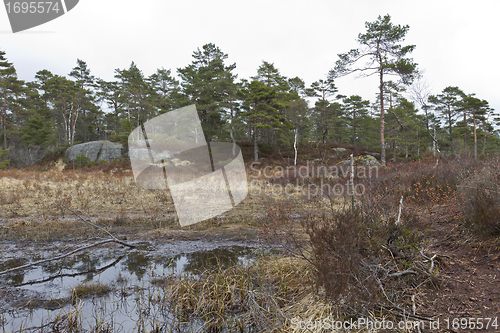 Image of rural scene with tree, marsh and stone