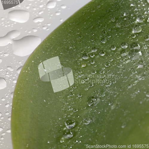 Image of green leaf and water drops