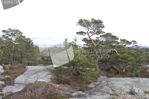 Image of rural landscape with conifers in norway