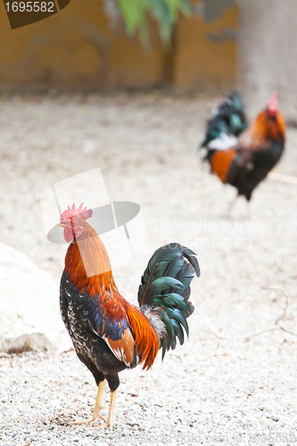 Image of Roosters or cockerels in a yard