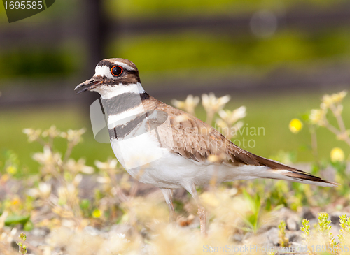 Image of Killdeer bird defending its nest