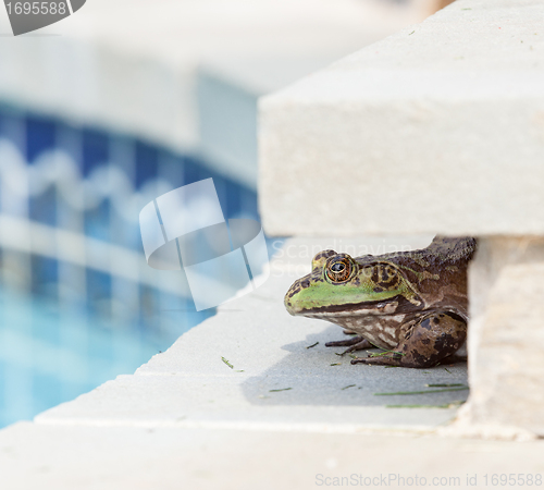 Image of Bullfrog crouching under edge of pool