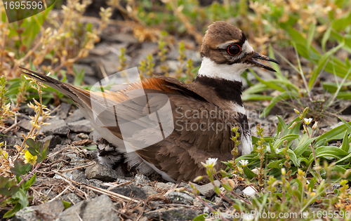 Image of Killdeer bird sitting on nest with young