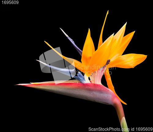 Image of Isolated shot of bird of paradise flower path