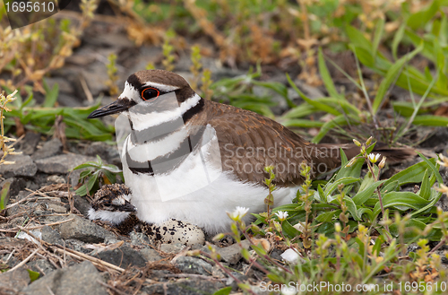 Image of Killdeer bird sitting on nest with young