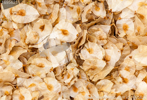 Image of Falled cherry blossom petals on ground