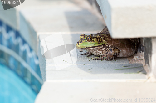 Image of Bullfrog crouching under edge of pool