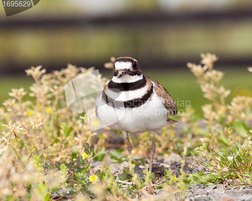 Image of Killdeer bird defending its nest