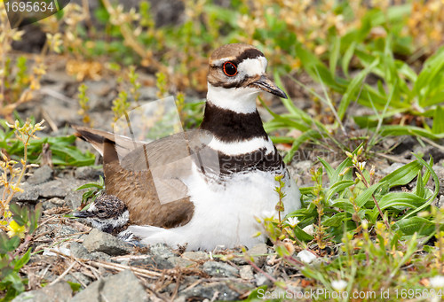 Image of Killdeer bird sitting on nest with young