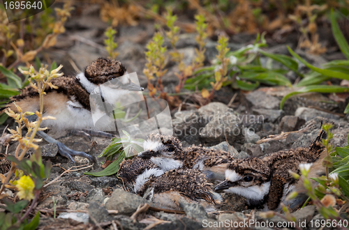 Image of Baby Killdeer chick in nest with eggs