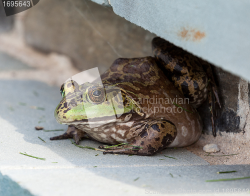 Image of Bullfrog crouching under edge of pool