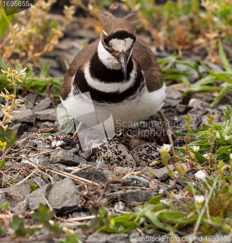 Image of Killdeer bird sitting on nest with young