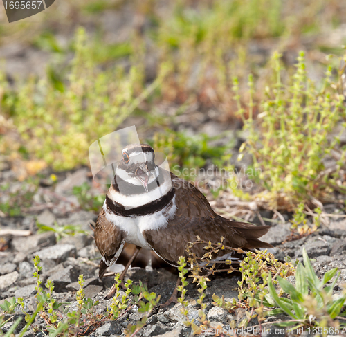 Image of Killdeer bird defending its nest